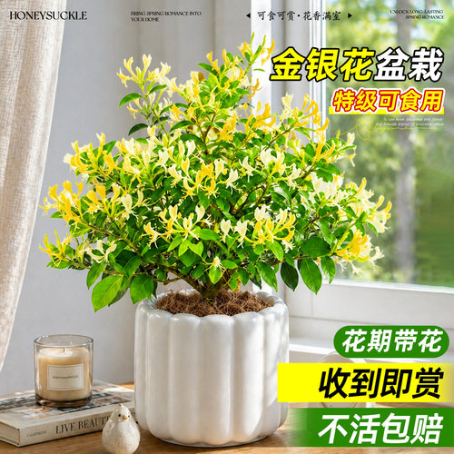 随用随取！可食用金银花老桩盆栽