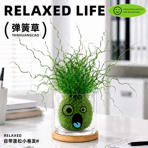 超提供情绪价值！弹簧草苔藓盆景