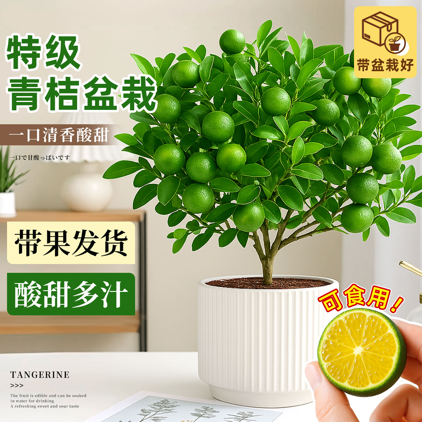 海南小青桔盆栽绿植物阳台庭院室内四季带果金桔小青柠檬橘子树苗