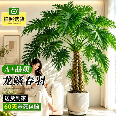 懒人也超好养的龙鳞春羽大盆栽