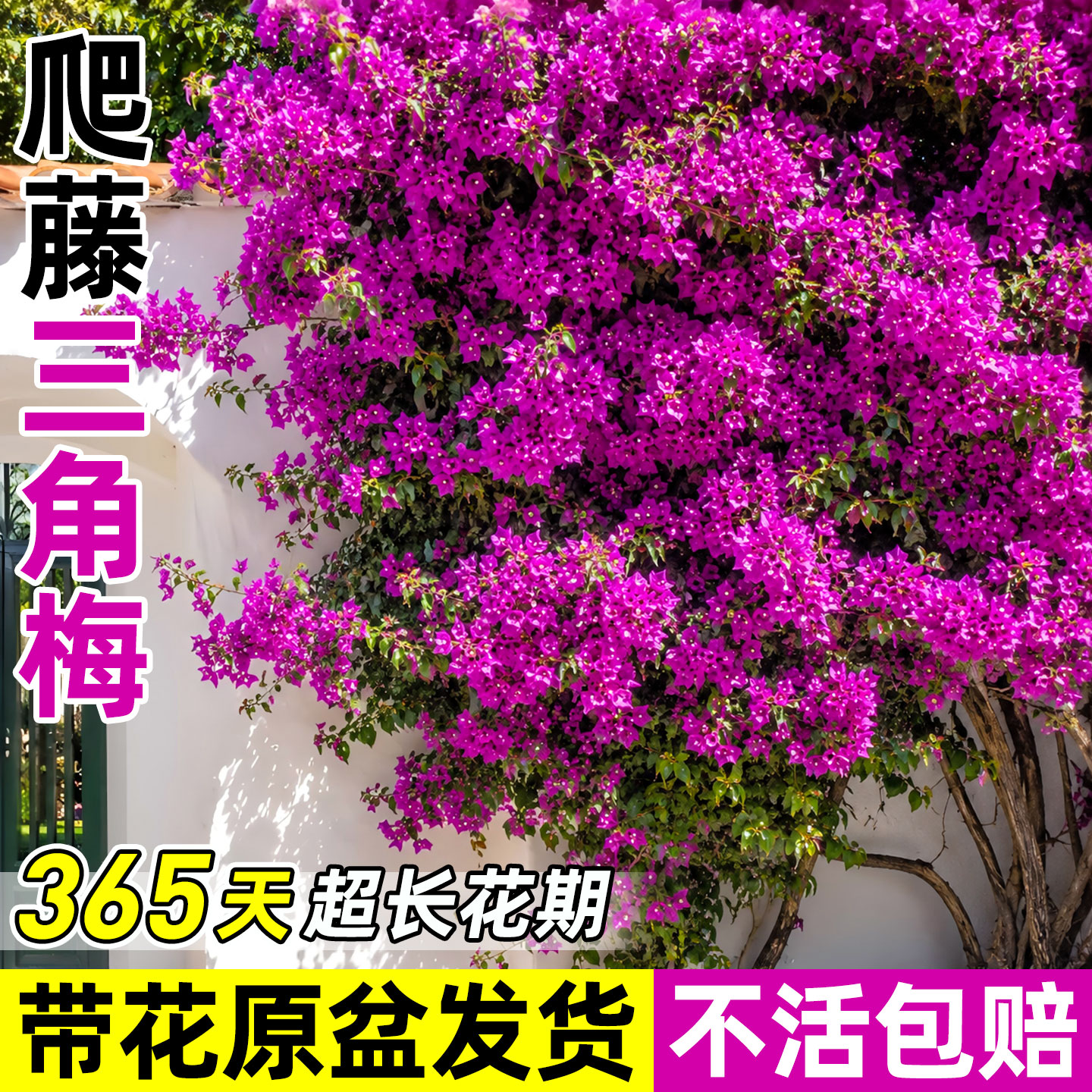高端名贵四季开花！可爬藤三角梅图片