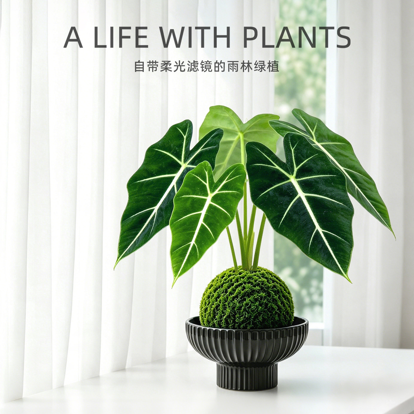 绿天鹅绒海芋盆栽苔藓球热带绿植物办公室内外桌面阳台彩叶芋好养