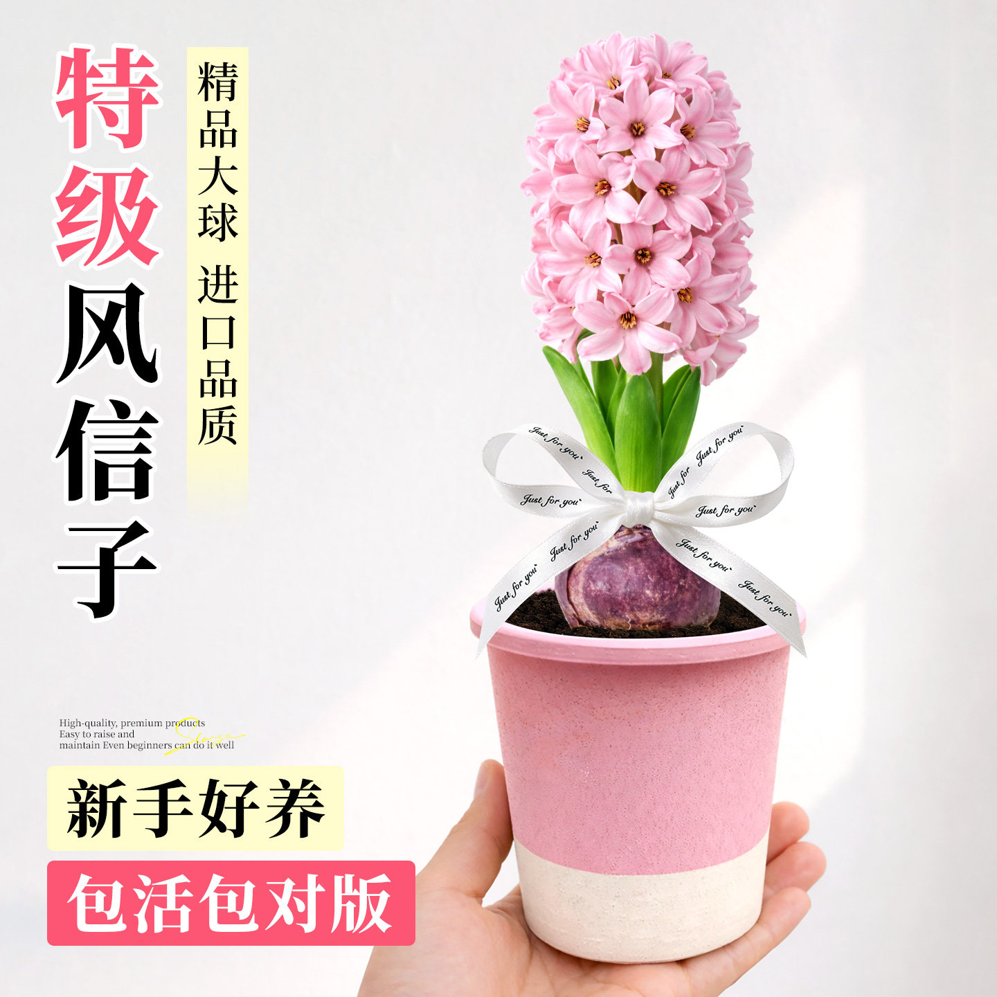 风信子盆栽进口好养水培植物室内客厅办公室桌面开花绿植花卉耐寒