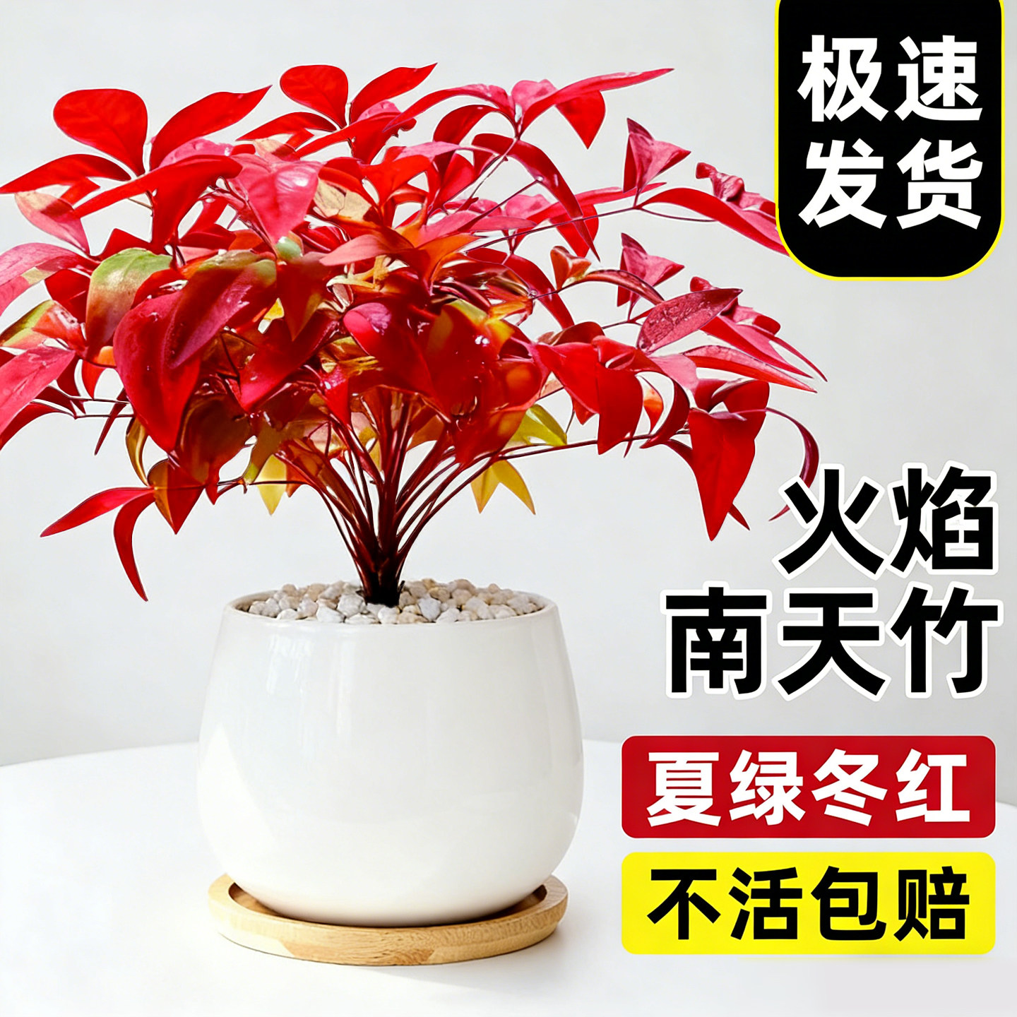 火焰南天竹盆栽绿植盆景中式客厅禅意桌面摆件小树苗耐寒植物易养,鲜花速递/花卉仿真/绿植园艺,绿植,淘宝优惠券,粉丝福利购,淘宝优惠卷