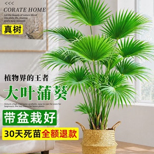 蒲葵大型绿植盆栽植物大叶扇子阳台室内客厅懒人四季招财好养圆叶