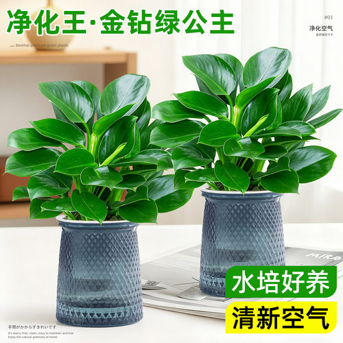 四季好养除甲醛净化空气