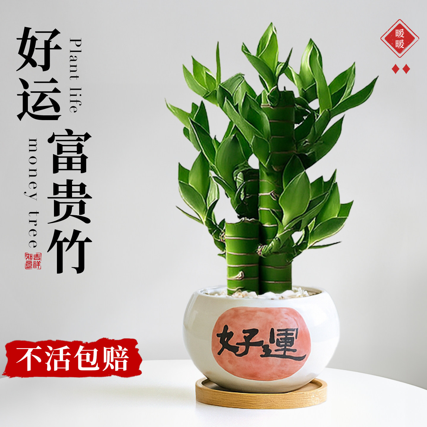 富贵竹小盆栽办公室绿植幼儿园盆栽室内绿植桌面植物摆件发财树盆