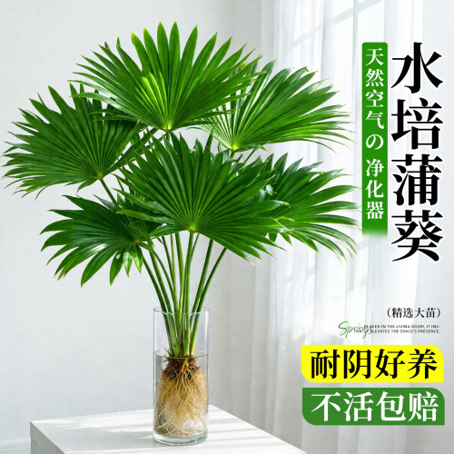 超好养活的大叶蒲葵！水培旺宅