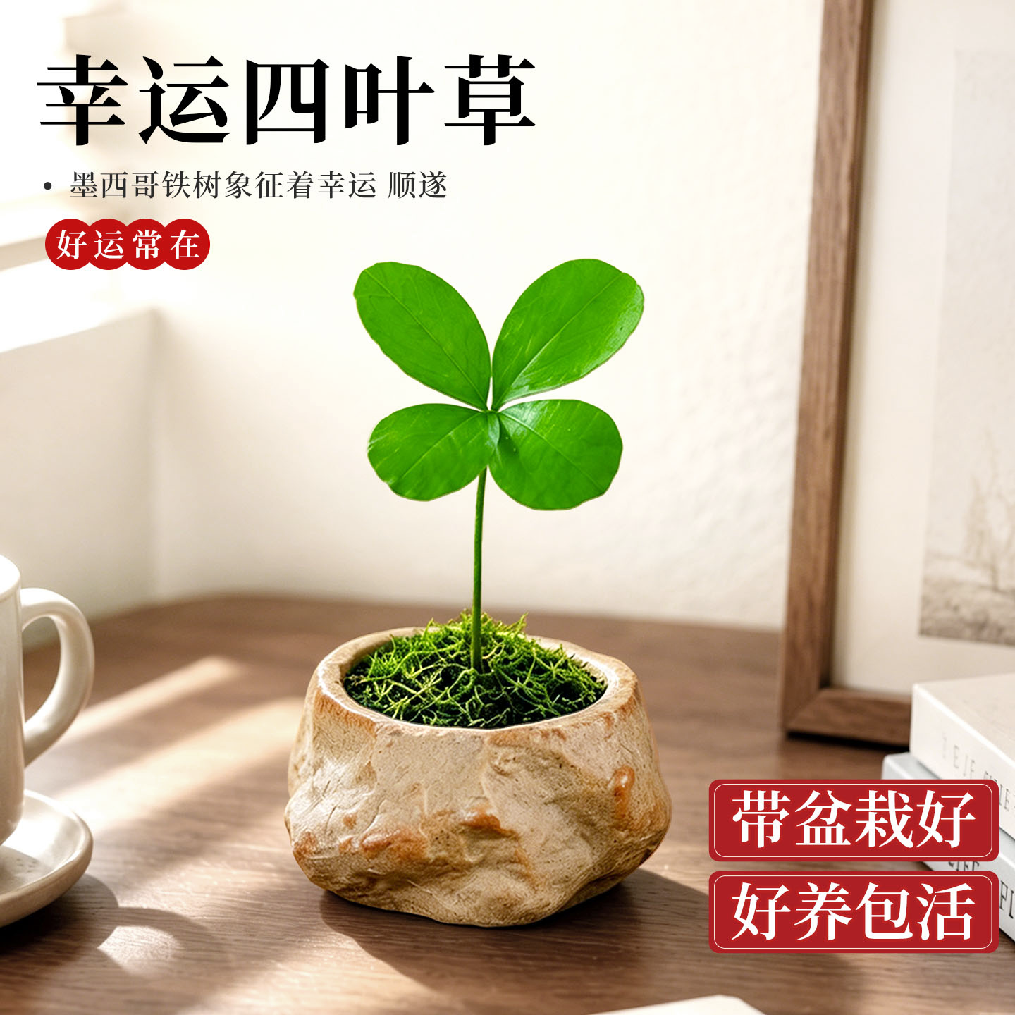 墨西哥铁树幸运草盆栽办公桌面室内绿植小摆件高端四季懒人好养活