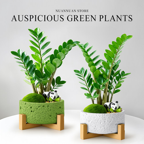 高端绿植物盆景金钱树圆叶盆栽