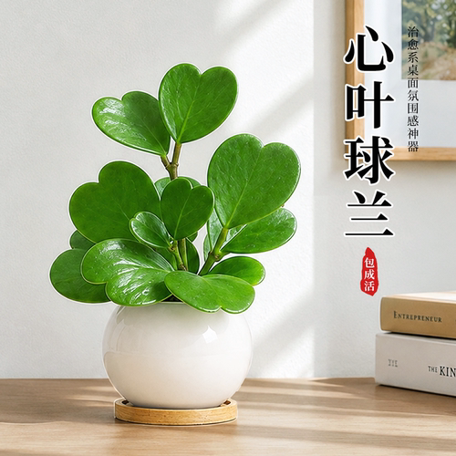 长藤垂坠层层心|心叶秋兰盆栽