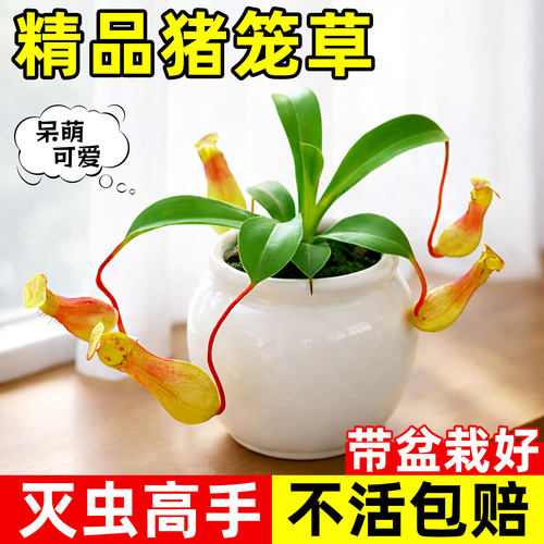 可爱猪笼草捕虫小盆栽