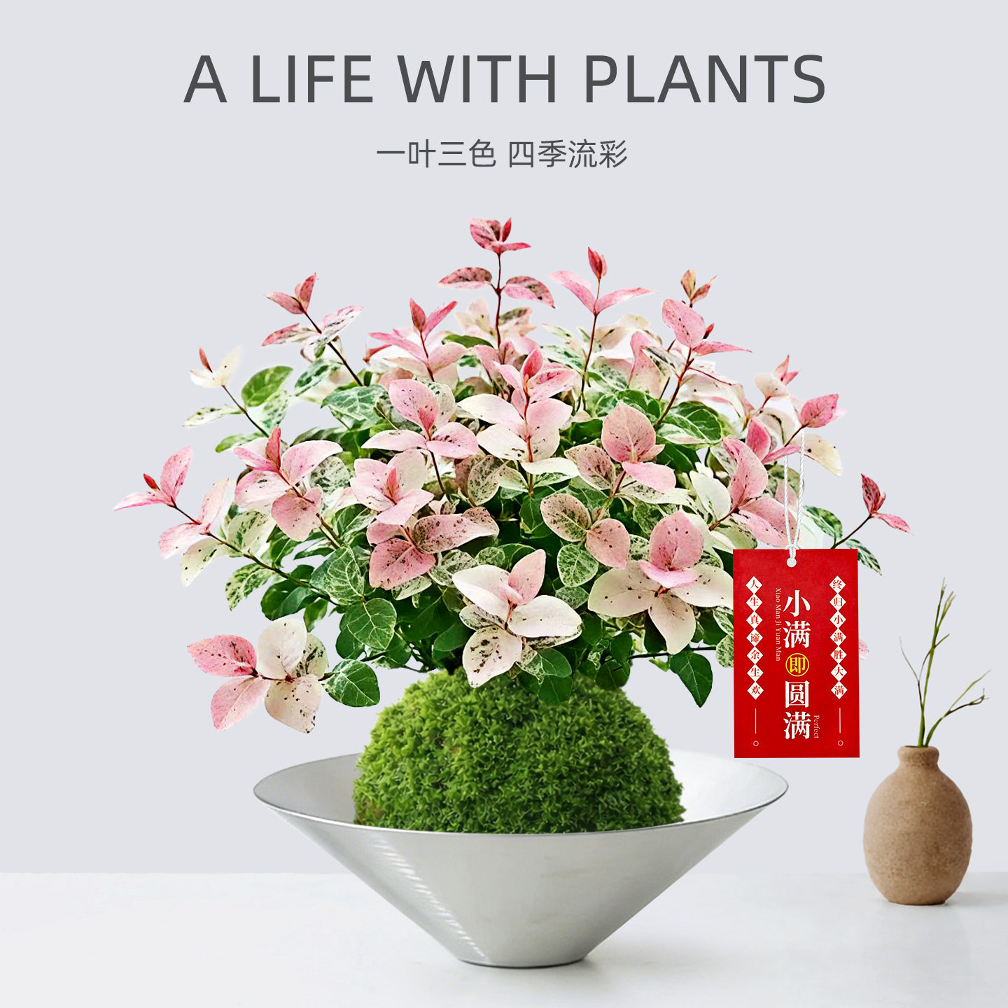 花叶络石盆栽苔藓球水培植物花卉办公室内桌面绿植摆件懒人好养活 - 实物图