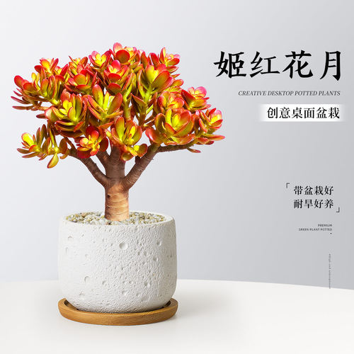 一眼爱上！鲜艳美丽的姬红花月