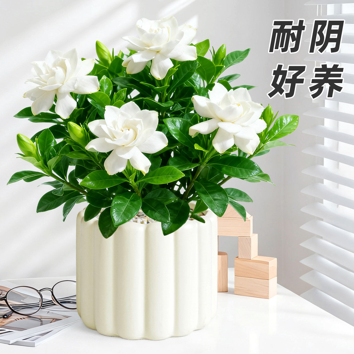 栀子花盆栽浓香花苞花卉植物茉莉办公室阳台桌面绿植室内好养易活,鲜花速递/花卉仿真/绿植园艺,绿植,淘宝优惠券,粉丝福利购,淘宝优惠卷