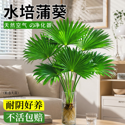 超好养活的大叶蒲葵！水培旺宅