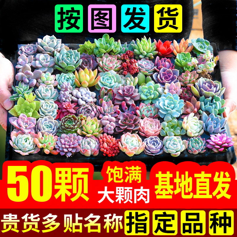 多肉植物幼儿园室内带盆组合小盆栽名贵花卉绿植肉肉大颗好养批发