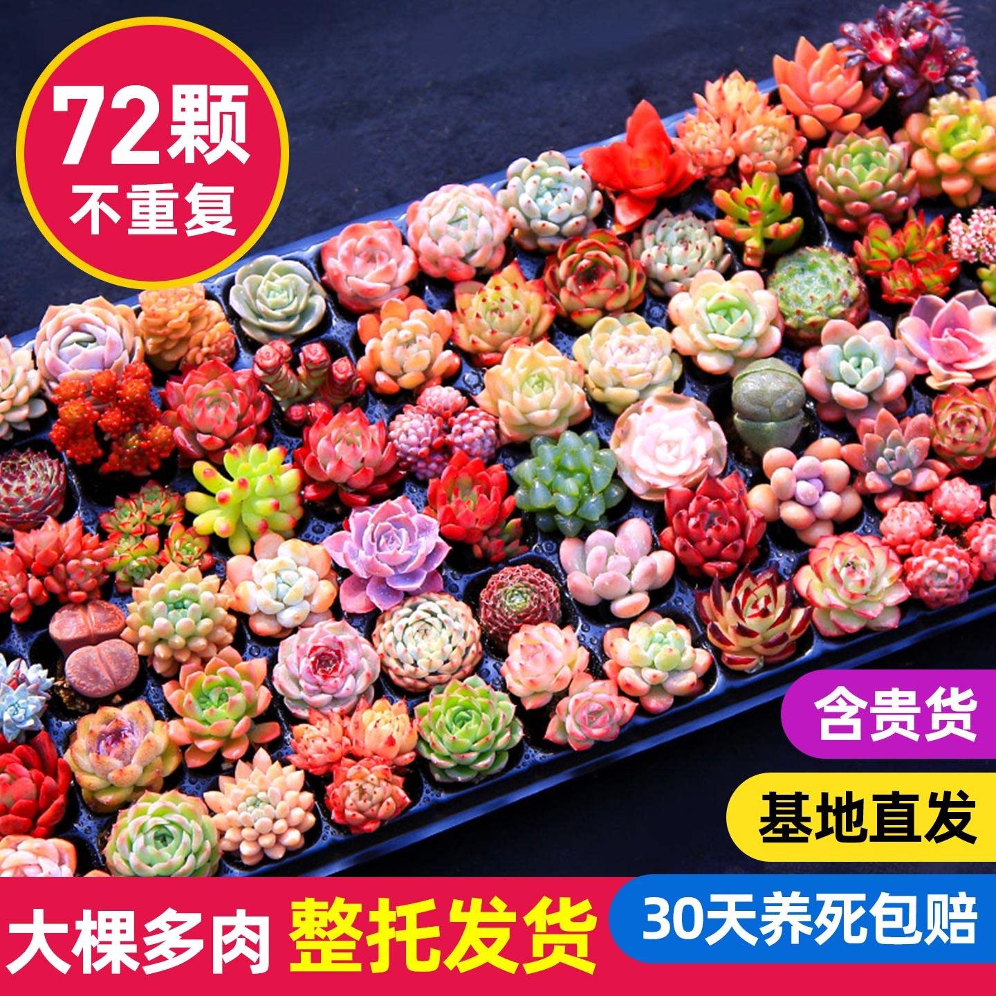 多肉植物组合小盆栽室内带盆带桩大颗好养活多品种绿植花卉营养土