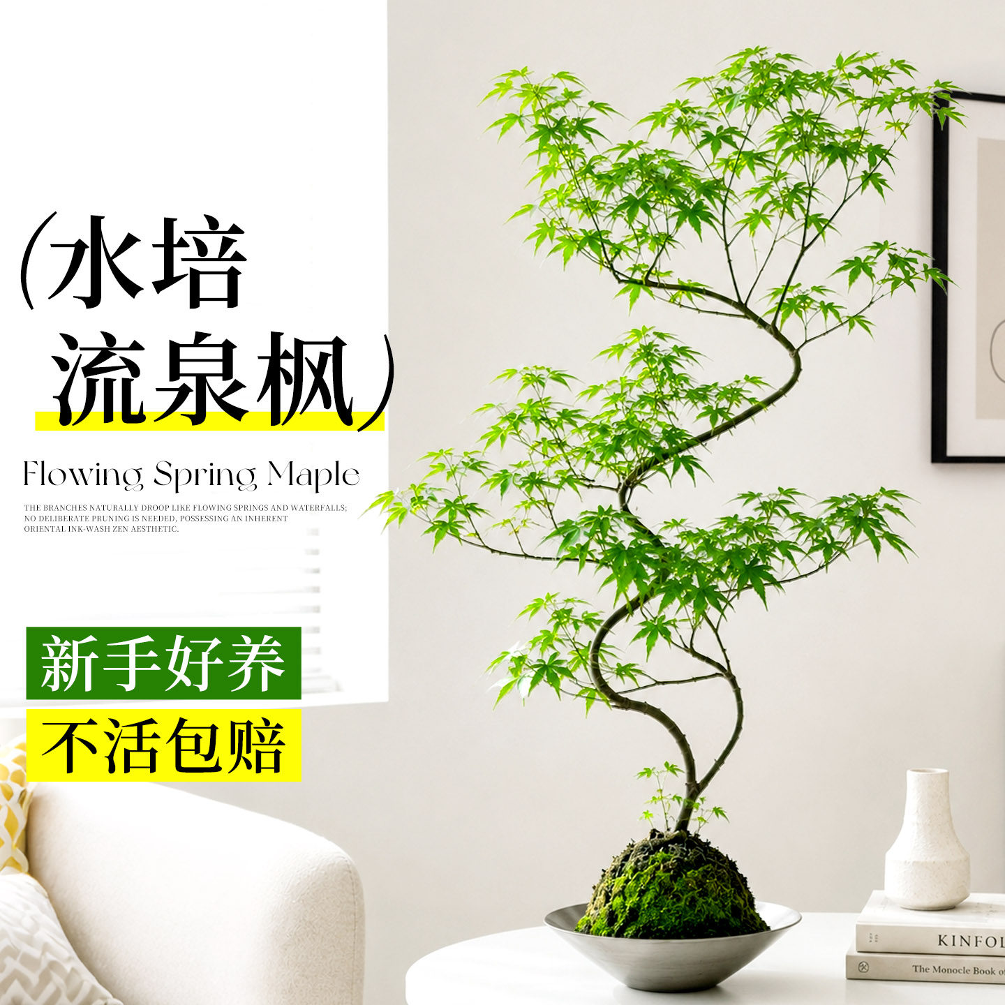 流泉枫苔藓球水培盆景室内客厅桌面盆栽绿植摆件懒人四季好养植物