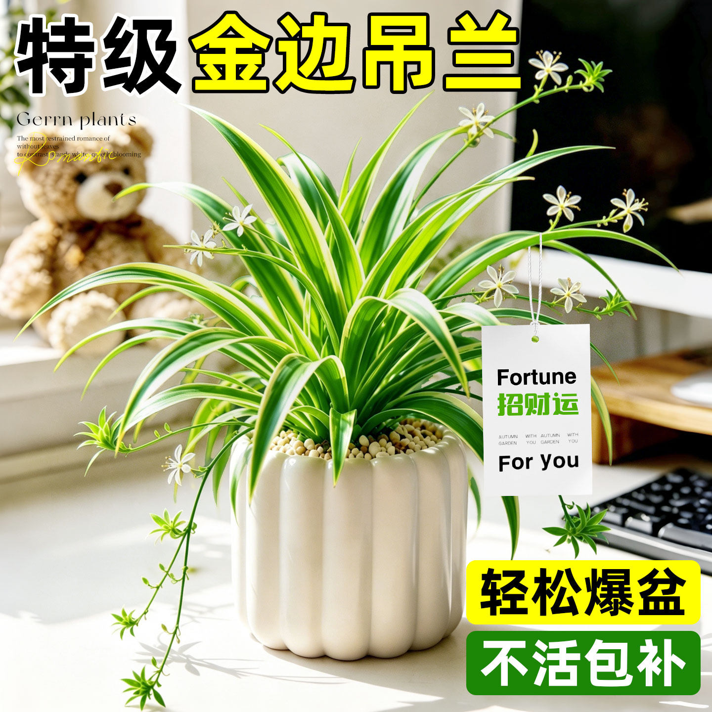 金边吊兰盆栽招财绿植办公室内净化空气去甲荃阳台绿植新手好养活