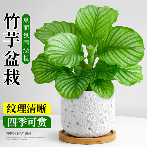 青苹果竹芋盆栽办公室桌面工位情