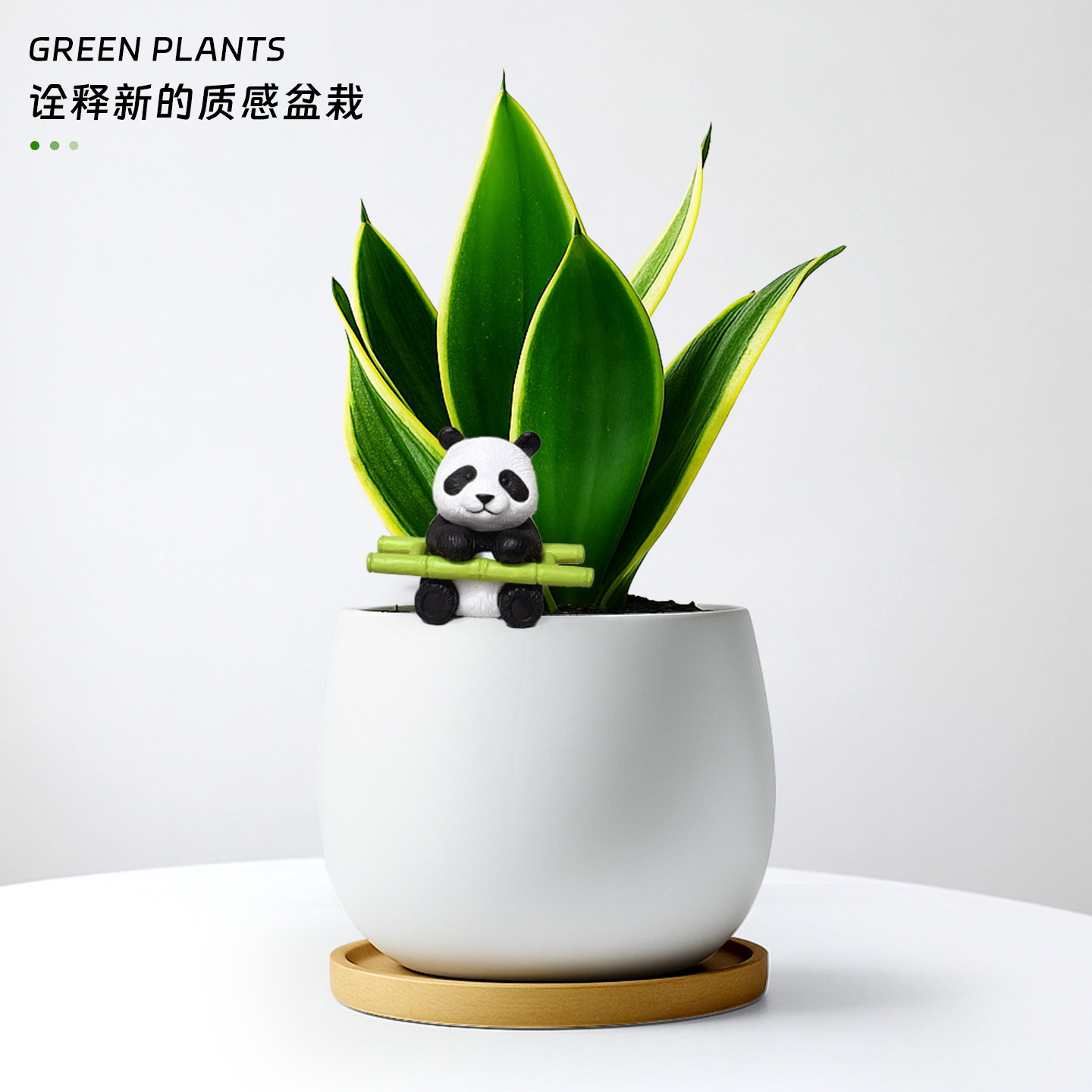 虎皮兰盆栽办公室桌面稀有绿植招财客厅室内植物富贵虎尾兰荷花兰