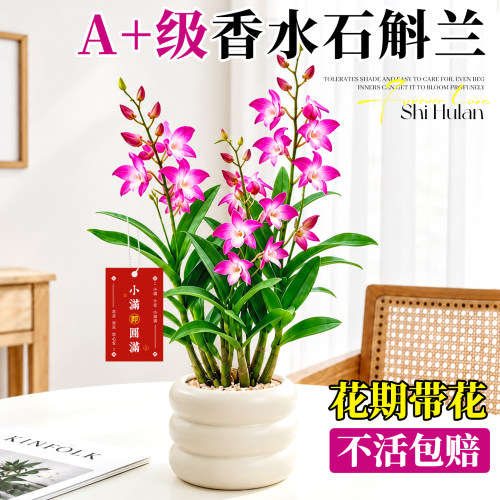 耐阴好养护无需费心打理