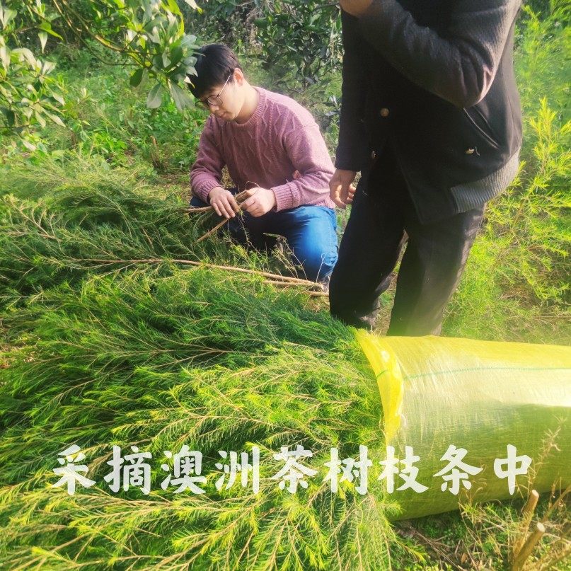 纯露枝条叶子澳洲茶树精油专用