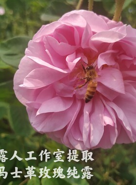 大马士革玫瑰纯露CLR/采露人补水