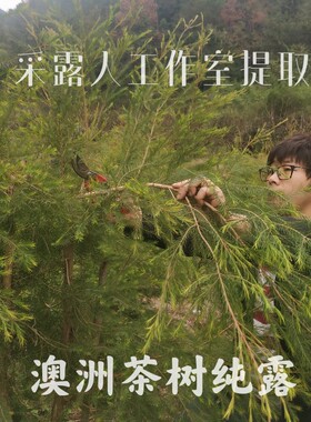 澳洲茶树纯露 互叶白千层纯露 私人鲜花纯露定制采露人工作室提取