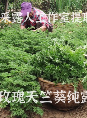 天竺葵玫瑰CLR/采露人补水