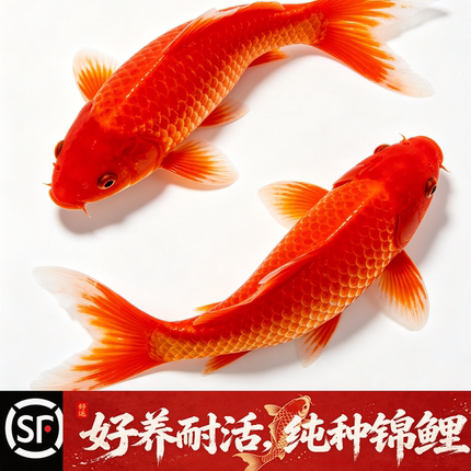 顺丰锦鲤活体鱼苗纯种全红火鲤三色冷水观赏鱼 大型淡水好养耐活