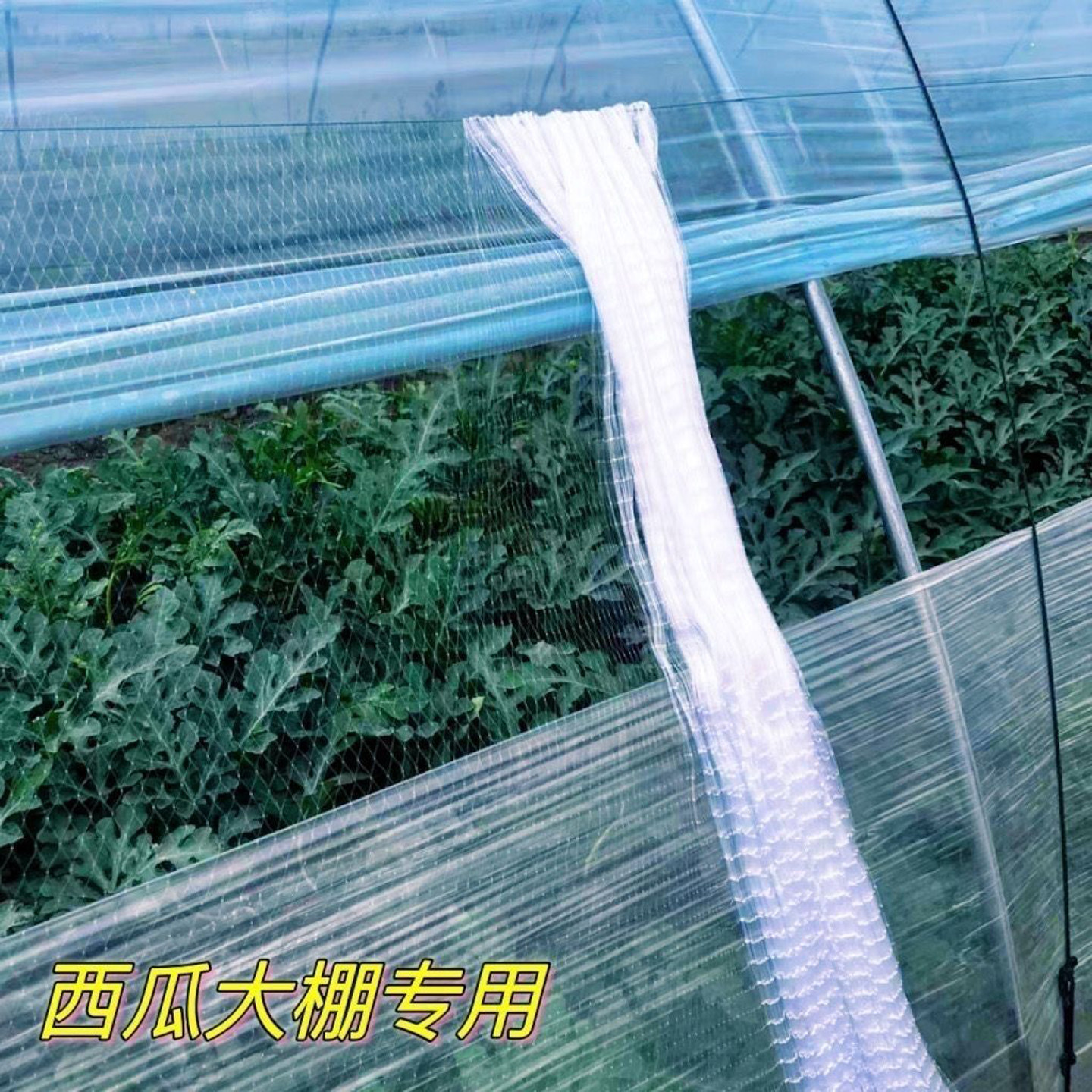 尼龙防鸟网果园鱼塘大棚隔离围网