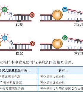 TaqMan探针设计，MGB探针设计,分子信标设计