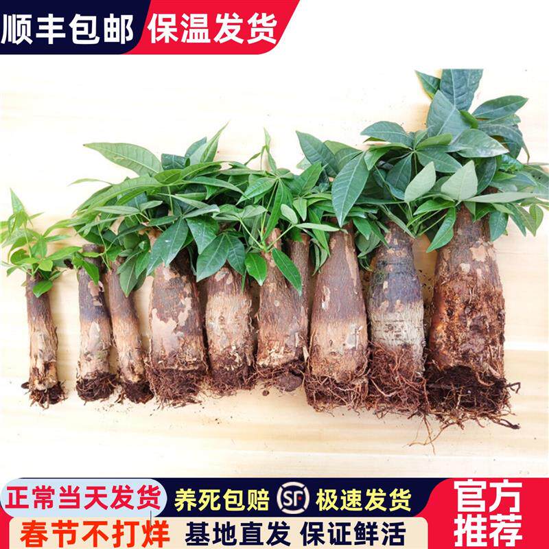 发财树树桩树头树苗室内盆栽大客厅摆件裸根不带盆大棵绿植不含盆
