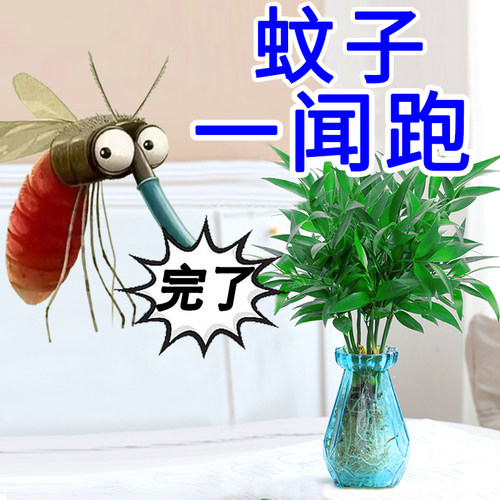 竹柏驱蚊水培植物 驱虫清香驱蚊竹办公室好养绿植室内桌面盆栽