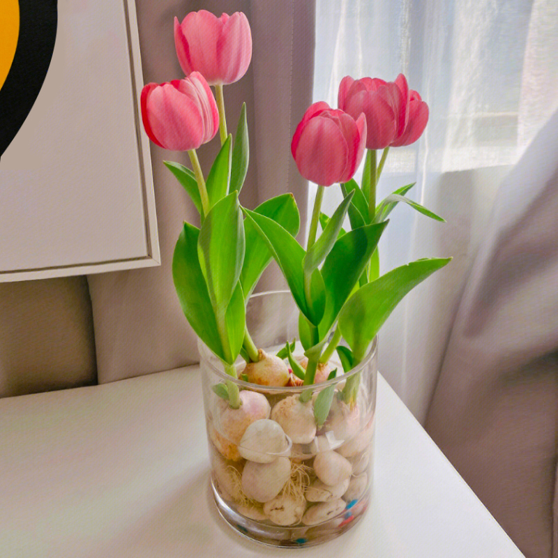 5颗郁金香种球水培套装玻璃瓶耐寒多年生四季种植风信子盆栽花卉