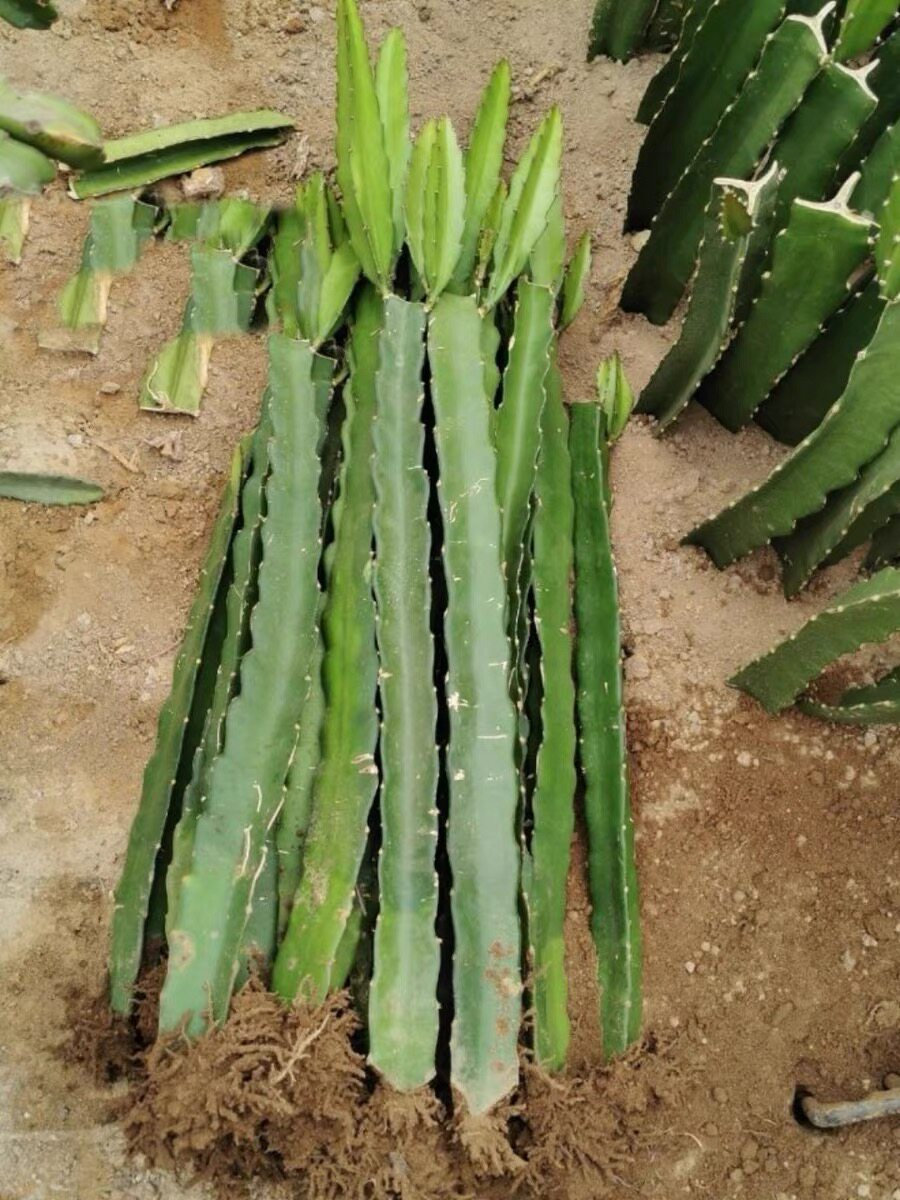 特大火龙果苗盆栽燕窝火龙果树苗红白心火龙果苗四季自家果园种植