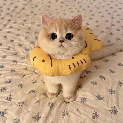 伊丽莎白圈猫咪宠物神器狗狗脖套防舔头套绝育小猫可爱项圈脖圈