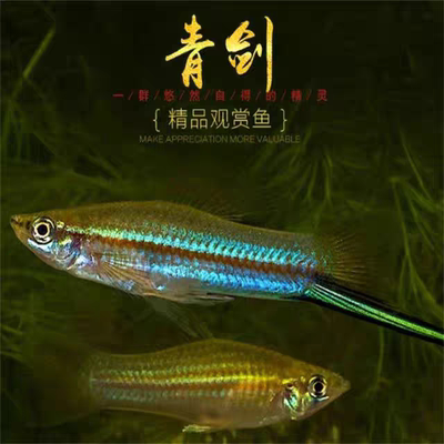 原生观赏鱼青剑鱼蓝剑草缸养