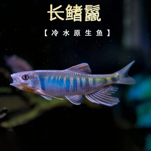 长鳍鱲中国原生鱼淡水溪流