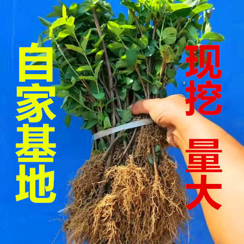 食用树桩金银花茶四季