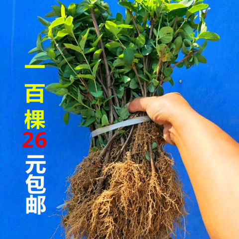 金银花苗木盆景盆栽药用北花一号四季金银花忍冬花爬藤植物一年苗