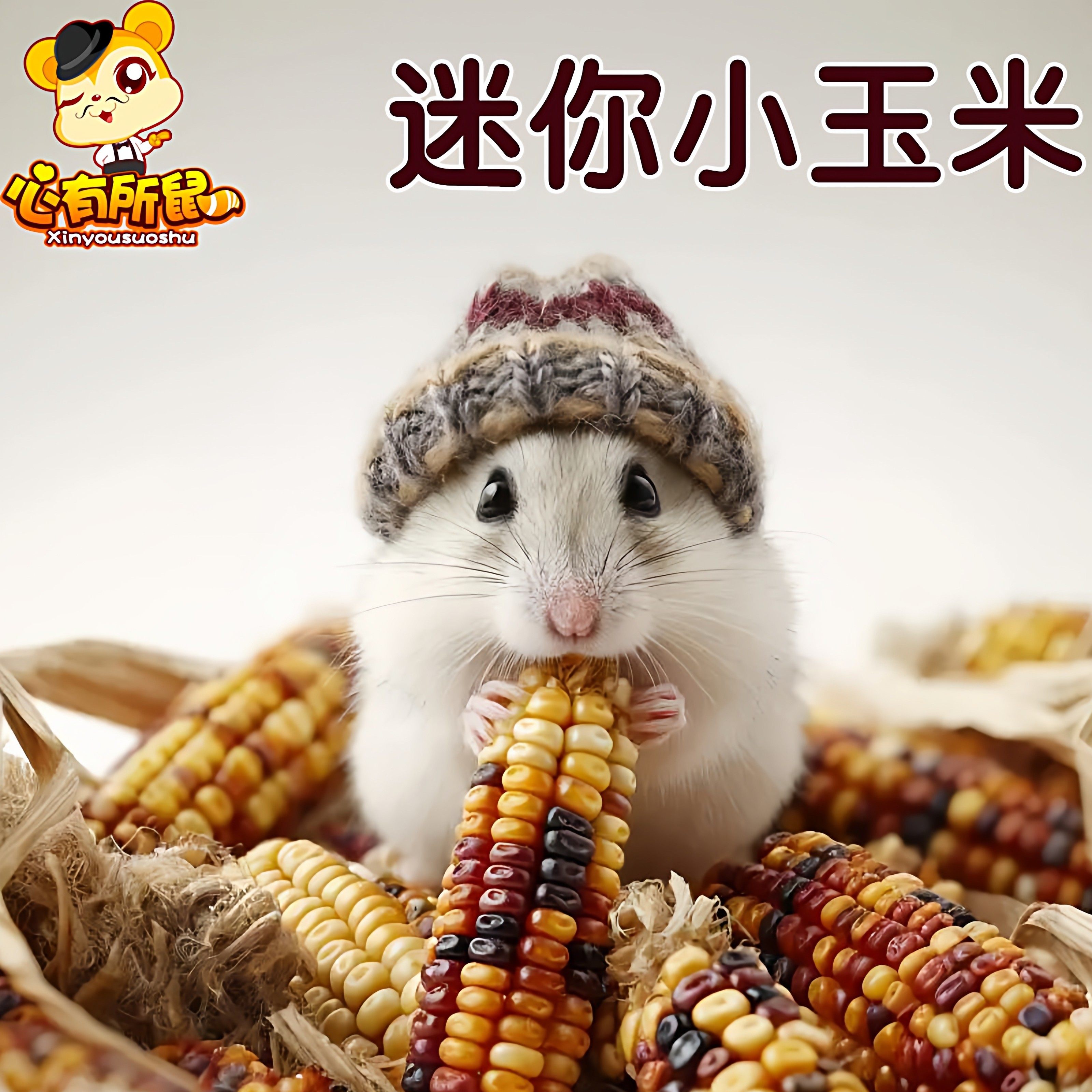 仓鼠磨牙玉米小零食兔子豚鼠龙猫饲料金丝熊粮食地鼠形玉米磨牙棒,宠物/宠物食品及用品,鼠粮,淘宝优惠券,粉丝福利购,淘宝优惠卷