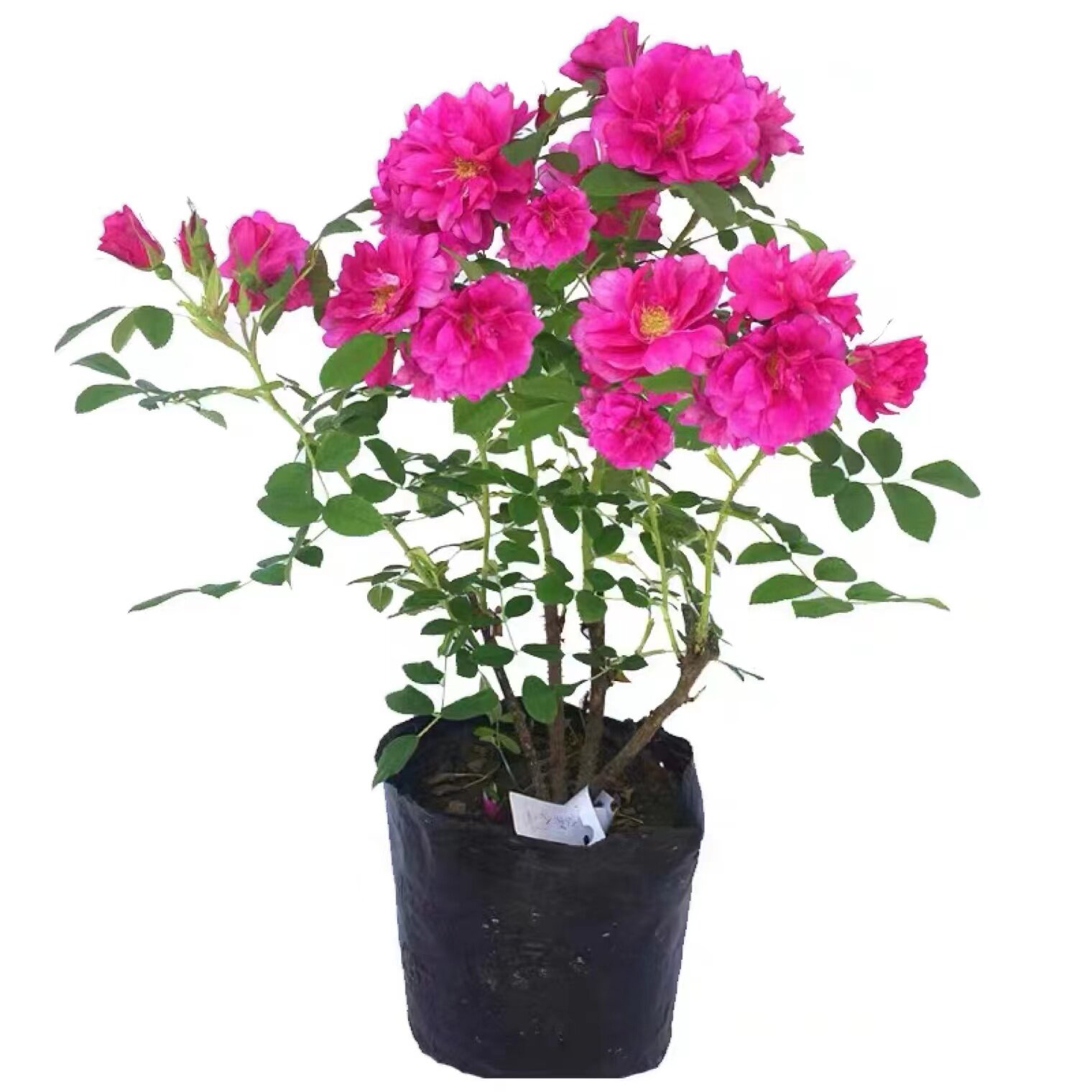 食用玫瑰花苗 大马士革玫瑰苗  玫瑰花苗月季花苗盆栽