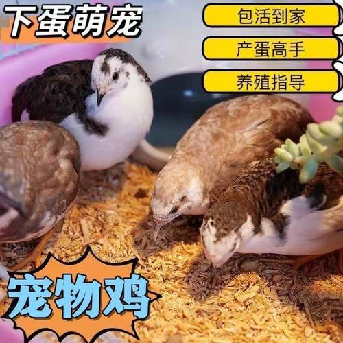 50-60天成年宠物鸡下蛋鸡