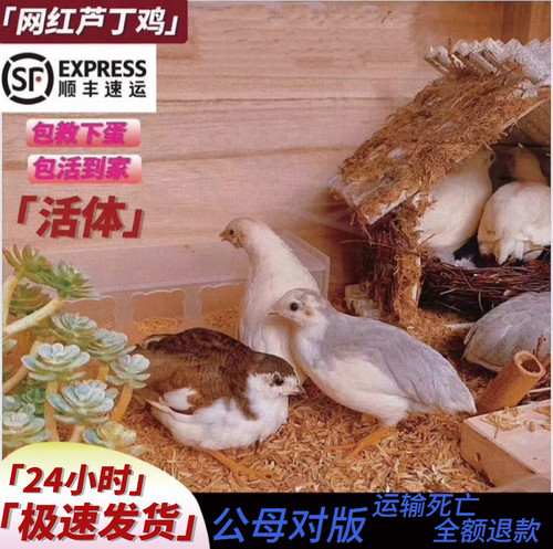 50-60天宠物鸡芦丁鸡下蛋鸡