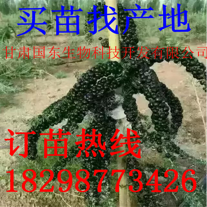 大盆栽黑红枸杞子苗树桩盆栽名贵庭院地载当年结果包活新品绿植
