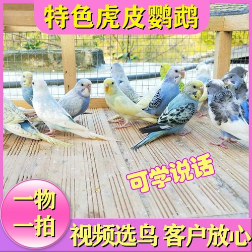 （成都当天到）虎皮鹦鹉活体鸟说话雨衣双金彩显派双金彩显派大头
