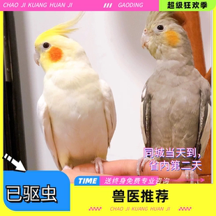 玄鳳雛鳥斷奶純手養(yǎng)鸚鵡會學說話鸚鵡說話成都玄鳳黃化原始珍珠